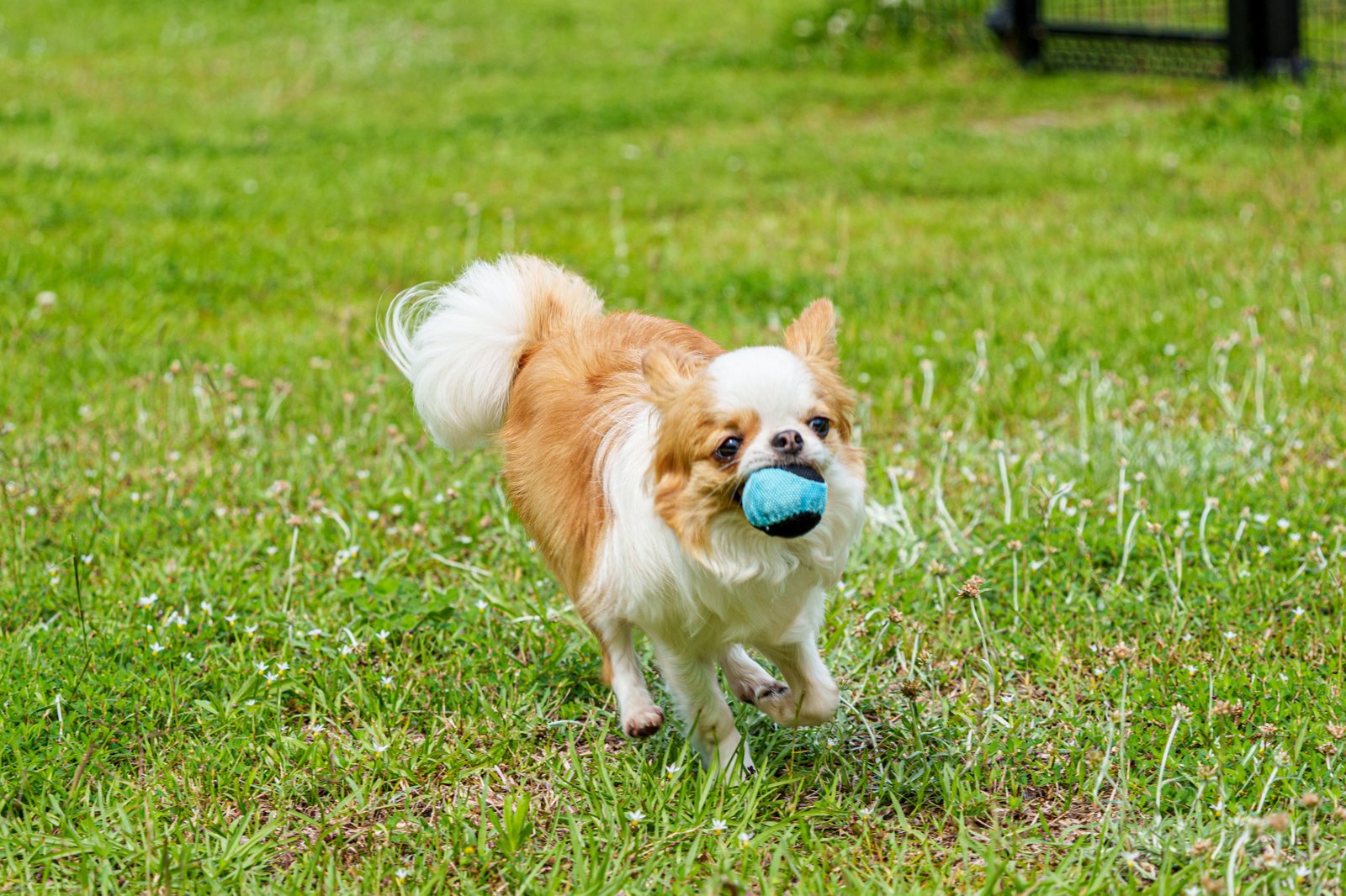 芝生の庭でボールをくわえて走る犬