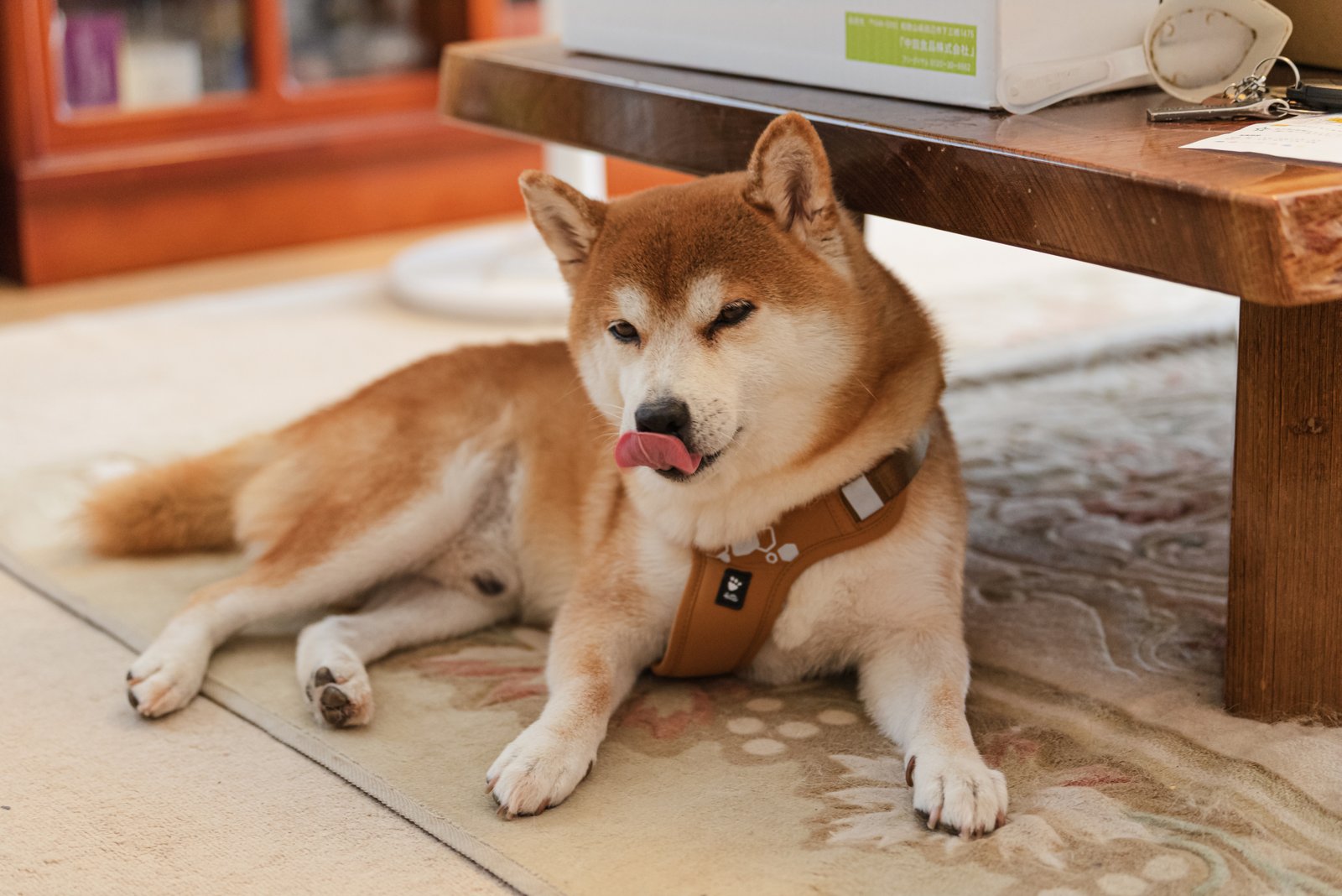 低いテーブルの下でくつろぐ柴犬